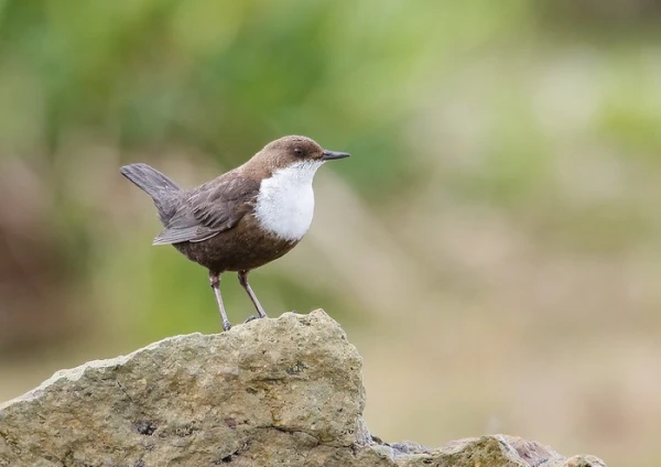 Изображение к статье: Для чего оляпки перемигиваются друг с другом?
