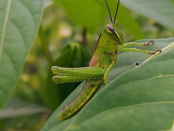 Изображение к статье: Чем кузнечики отличаются от сверчков?