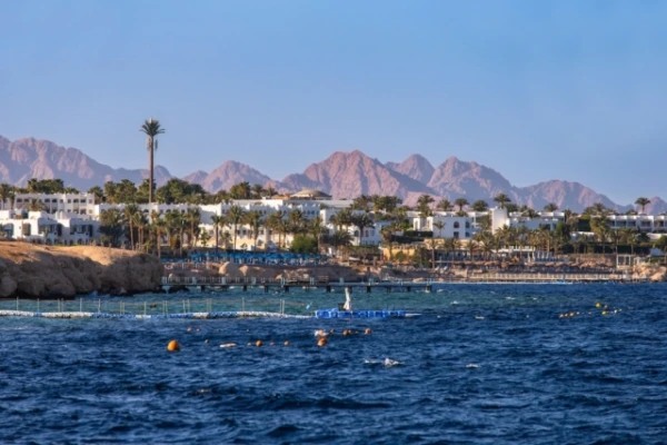 Изображение к статье: Нашествие акул в Египте: туристов предупреждают об опасности