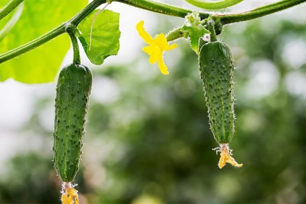 Изображение к статье: Один полезный овощ оказался виновником метеоризма