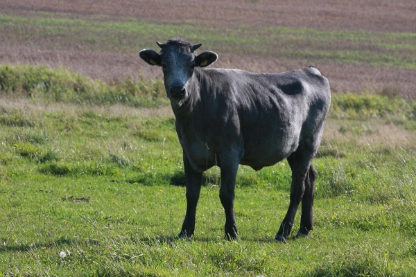 Изображение к статье: By Thomas W . Wyrwoll