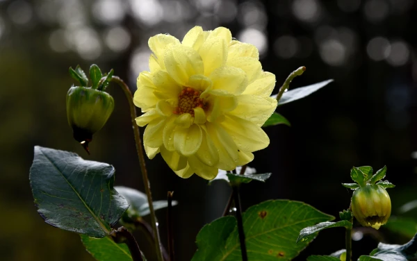 Изображение к статье: В течение дня в Латвии ожидаются дожди