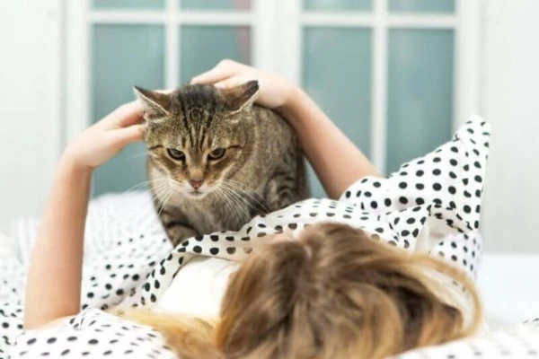 Изображение к статье: Какие гормоны вырабатываются, когда вы гладите кошку? Ученые дали ответ