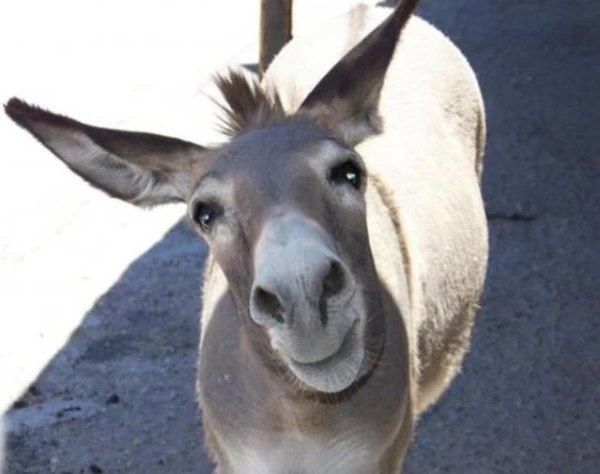 Изображение к статье: Чем осел отличается от ишака?
