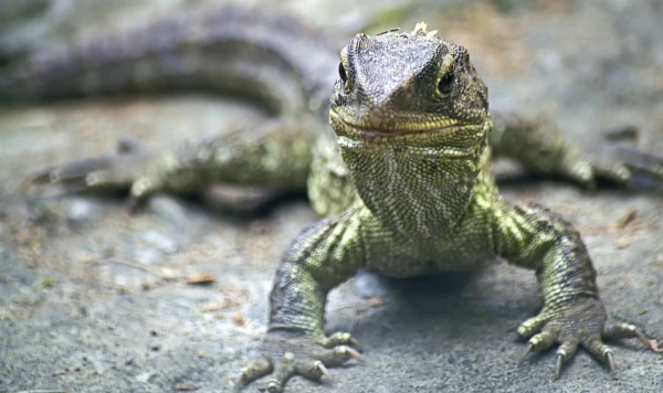 Изображение к статье: Эти пресмыкающиеся, они такие милые.