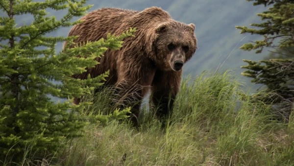 Изображение к статье: Найден череп медведя-гладиатора