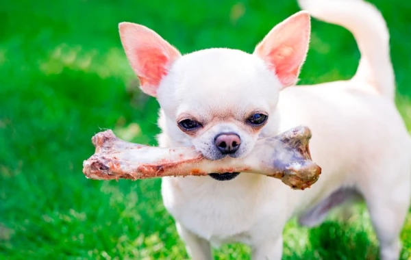 Изображение к статье: Почему мелкие собаки проявляют агрессию на 40% чаще крупных?