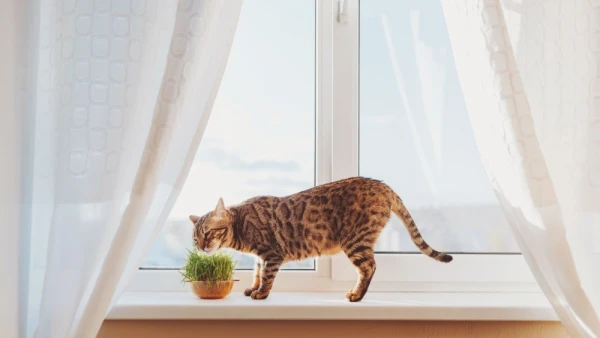 Изображение к статье: Почему кошки все-таки едят траву? Ученые развенчали мифы