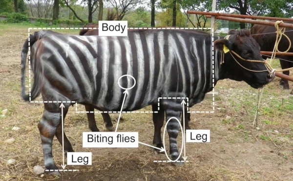 Изображение к статье: Шнобелевская премия: диета с тефлоном, коровы притворяются зебрами, пьянство летучих мышей