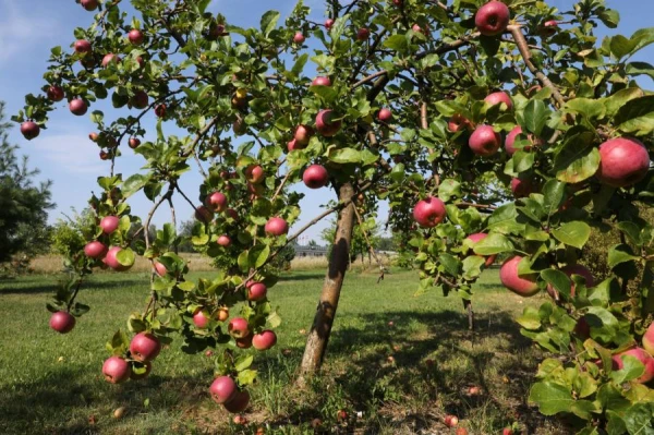 Изображение к статье: В субботу существенных осадков не ожидается