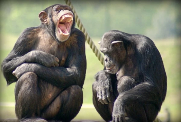 Изображение к статье: Куда крестьянин, туда и обезьянин.