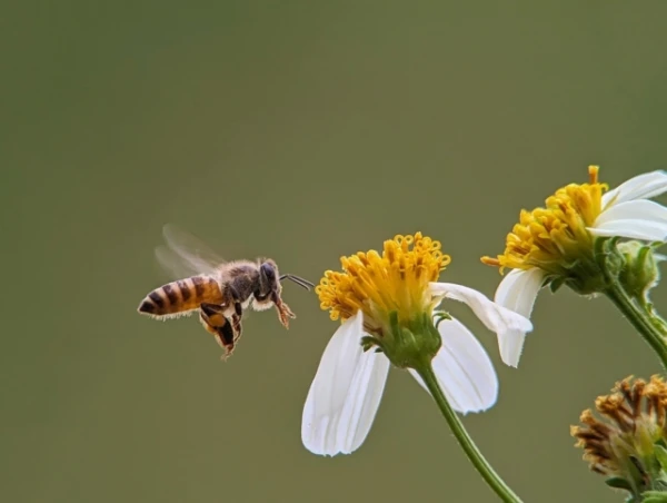 Изображение к статье: Красные пчёлы 2010 года: необычный пример влияния человека на природу