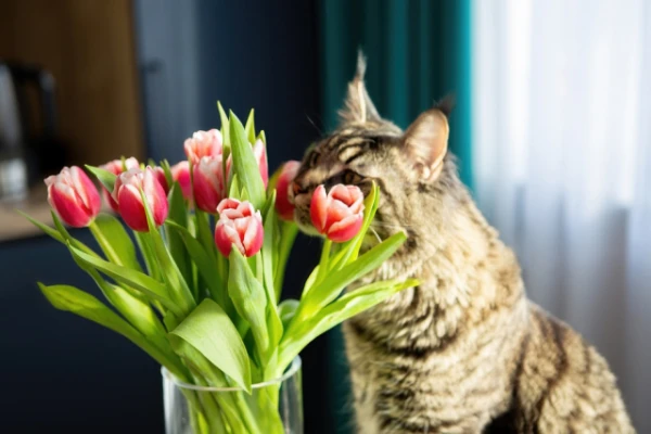Изображение к статье: Какие букеты смертельно опасны для домашних животных?