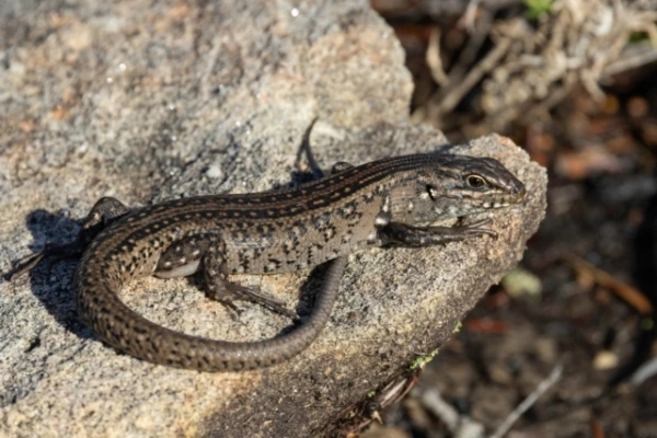 Изображение к статье: Учёные выяснили, как стресс беременной ящерицы меняет судьбу её детёнышей