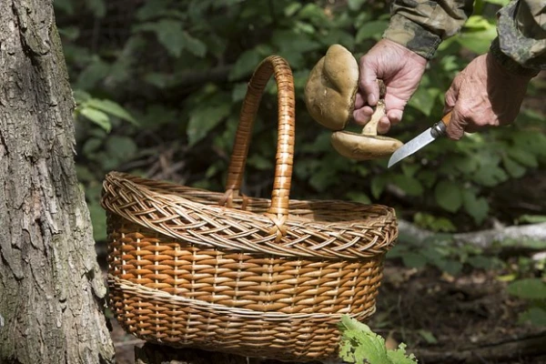 Изображение к статье: В Германии по подозрению в шпионаже задержали грибника