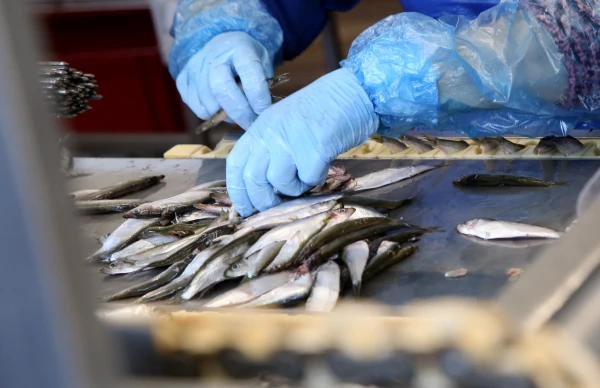 Изображение к статье: Терапевт назвала лучшую рыбу для профилактики Альцгеймера