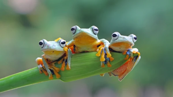 Изображение к статье: Почему лягушки выбирают среднестатистических самцов, выяснили биологи