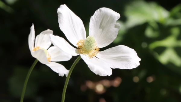 Изображение к статье: Пыльца растений способна переноситься на 500 км: ученые узнали, как