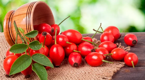 Изображение к статье: В каком виде шиповник не помогает, а раздражает желудок — диетолог посоветовала не увлекаться