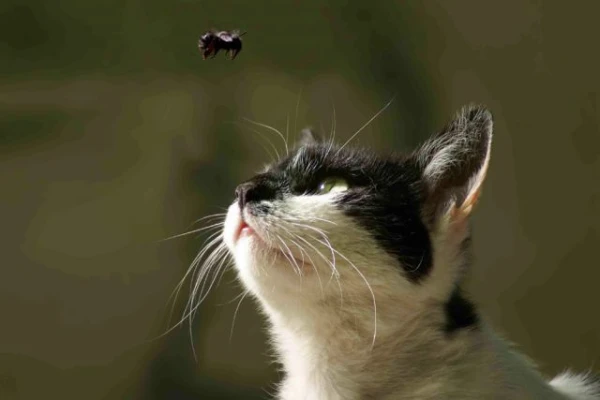 Изображение к статье: Кот ловит и ест насекомых. Это для него не опасно?