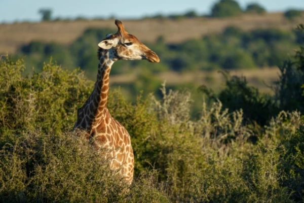 Изображение к статье: В Британии жирафа научили лечить насморк с помощью ингалятора