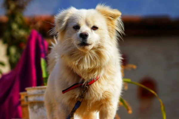 Изображение к статье: Мальтипом — идеальный компаньон для семьи