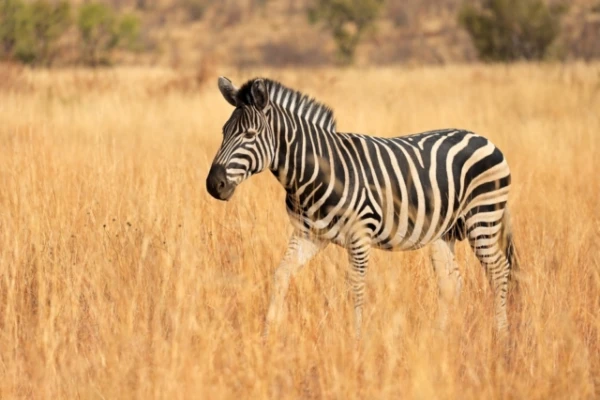 Изображение к статье: Японские учёные раскрасили коров в зебр для защиты от насекомых