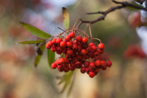 Изображение к статье: Народные приметы на 23 сентября — Петр и Павел Рябинники