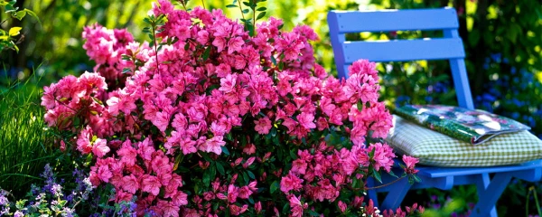 Изображение к статье: Эти растения нельзя удобрять золой — рискуете всё погубить