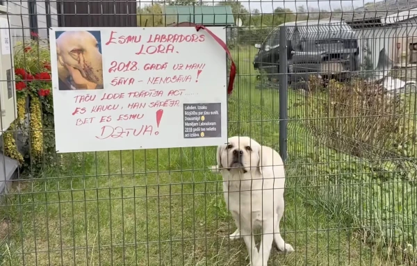 Изображение к статье: В Екабпилсе десятилетиями убивают собак и кошек — жители в отчаянии