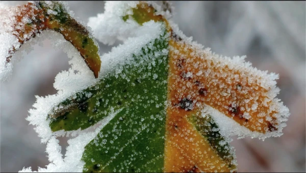 Изображение к статье: Тепла не будет? На Латвию идут заморозки - синоптики предупредили жителей