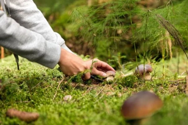 Изображение к статье: Выкручивать или срезать? Миколог поставил точку в споре, как собирать грибы