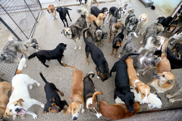 Изображение к статье: Крупнейшее исследование собак выявило связь между поведением, здоровьем и породой