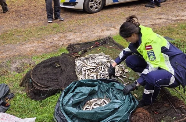 Изображение к статье: Задержан браконьер, выловивший четыре сотни миног