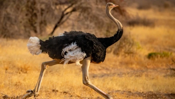 Изображение к статье: Страусы не умеют летать, но расселились по континентам — ученые выяснили, как