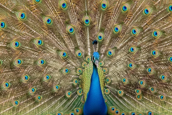 Изображение к статье: Биологи раскрыли тайну сексуальных сигналов в мире животных