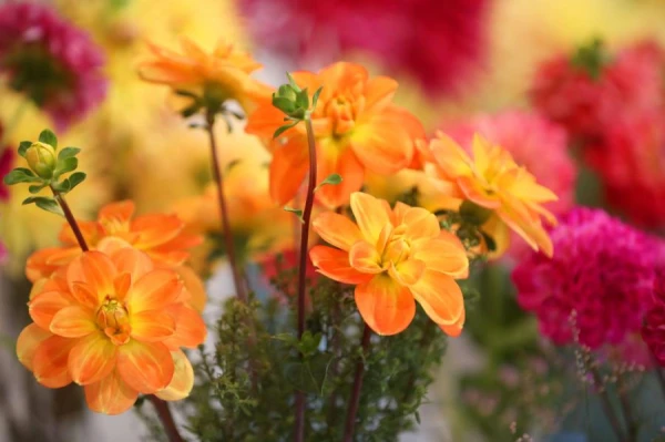 Изображение к статье: В четверг погоду определяет мощный антициклон