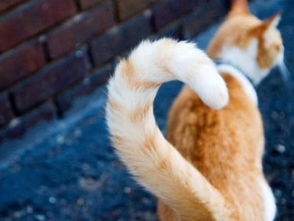 Изображение к статье: Что скрывает кошачий хвост: сигналы и эмоции