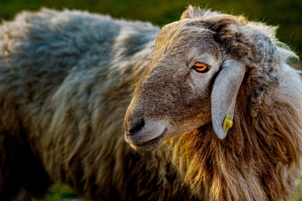 Изображение к статье: Почему у овец горизонтальные прямоугольные зрачки?