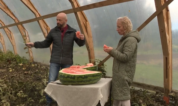 Изображение к статье: Под Иецавой вырастили арбуз-гигант; возможно — крупнейший в истории Латвии