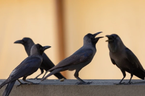 Изображение к статье: Вороны доказали умение изобретать и применять орудия