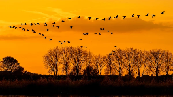 Изображение к статье: Почему перелетные птицы могут сбиться с пути?