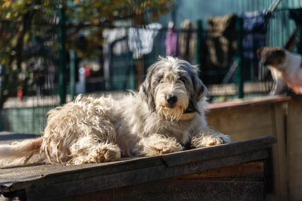 Изображение к статье: В Польше запретили держать собак на привязи