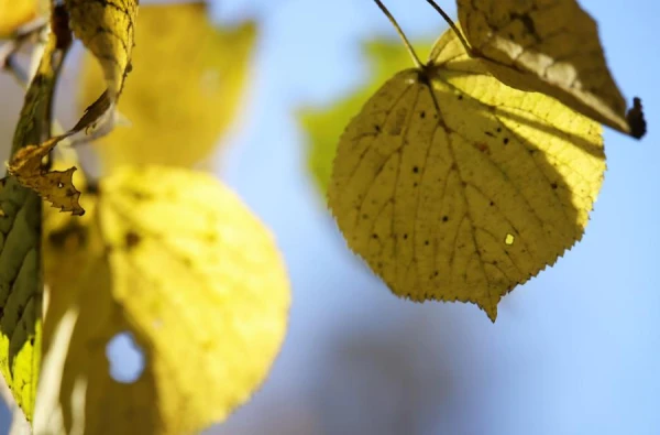 Изображение к статье: Суббота пройдет без осадков