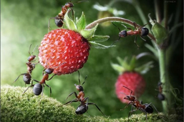 Изображение к статье: Без них никак? Саранча помогает в медицине, а крысы – в сфере безопасности