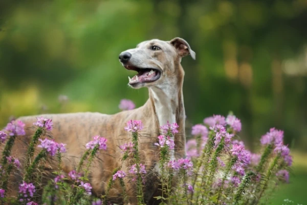 Изображение к статье: Топ-5 самых быстрых пород собак в мире