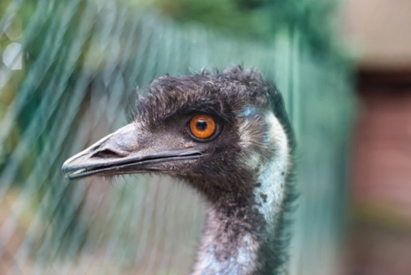 Изображение к статье: Предки страусов и эму могли летать