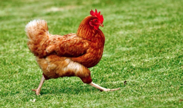 Изображение к статье: Домашняя курица сбежала от хозяина за 40 километров на автомобиле