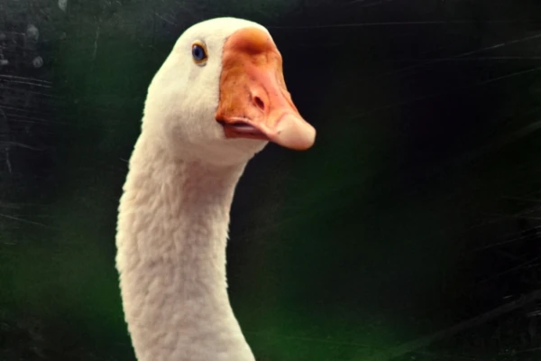 Изображение к статье: Народные приметы на 28 сентября — Никита Осенний, или Никита Гусятник