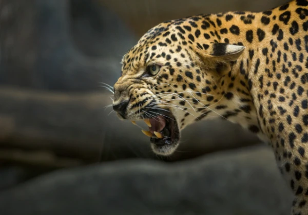 Изображение к статье: Древние люди когда-то входили в обычное «меню» леопардов